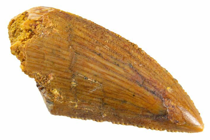Serrated Raptor Tooth - Real Dinosaur Tooth #347024